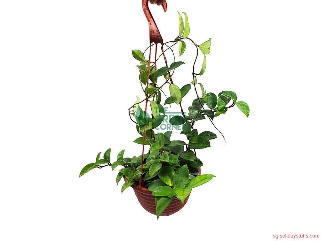 second hand/new: Hoya Carnosa Plant for Sale in Singapore - The Green Corner