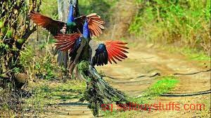 second hand/new: Bird Watching in Jim Corbett