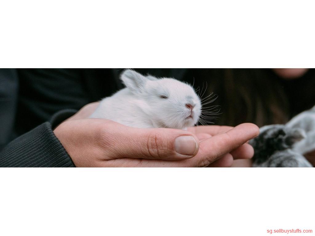 second hand/new: Bunny, Rabbit vet specialist Singapore